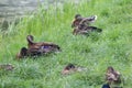 Group Wild ducks