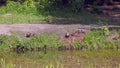 A group of wild ducks sit on the bank of a reservoir, camera movement