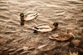 Group of wild ducks swimming along the lake on a warm autumn evening during sunset. Royalty Free Stock Photo