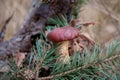 Group of wild edible bay bolete known as imleria badia or boletus badius mushroom on old hemp in pine tree forest Royalty Free Stock Photo