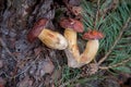 Group of wild edible bay bolete known as imleria badia or boletus badius mushroom on old hemp in pine tree forest Royalty Free Stock Photo