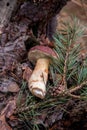 Group of wild edible bay bolete known as imleria badia or boletus badius mushroom on old hemp in pine tree forest Royalty Free Stock Photo