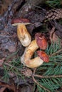 Group of wild edible bay bolete known as imleria badia or boletus badius mushroom on old hemp in pine tree forest Royalty Free Stock Photo