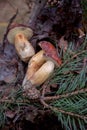 Group of wild edible bay bolete known as imleria badia or boletus badius mushroom on old hemp in pine tree forest Royalty Free Stock Photo