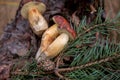 Group of wild edible bay bolete known as imleria badia or boletus badius mushroom on old hemp in pine tree forest Royalty Free Stock Photo