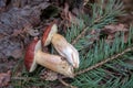 Group of wild edible bay bolete known as imleria badia or boletus badius mushroom on old hemp in pine tree forest Royalty Free Stock Photo