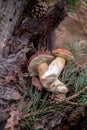 Group of wild edible bay bolete known as imleria badia or boletus badius mushroom on old hemp in pine tree forest Royalty Free Stock Photo