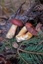 Group of wild edible bay bolete known as imleria badia or boletus badius mushroom on old hemp in pine tree forest Royalty Free Stock Photo