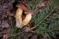 Group of wild edible bay bolete known as imleria badia or boletus badius mushroom on old hemp in pine tree forest Royalty Free Stock Photo