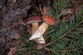 Group of wild edible bay bolete known as imleria badia or boletus badius mushroom on old hemp in pine tree forest Royalty Free Stock Photo