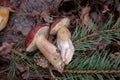 Group of wild edible bay bolete known as imleria badia or boletus badius mushroom on old hemp in pine tree forest Royalty Free Stock Photo