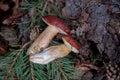 Group of wild edible bay bolete known as imleria badia or boletus badius mushroom on old hemp in pine tree forest Royalty Free Stock Photo