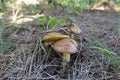 Group Of Wild Edible Mushrooms Suillus Luteus, Commonly Called As Slippery Jack Or Sticky Bun, In Pine Needles