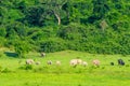 Group of wild elephants eating grass in the meadow Royalty Free Stock Photo