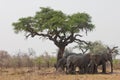 Group of wild elephants in southern Africa. Royalty Free Stock Photo