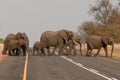 Group of wild elephants in southern Africa. Royalty Free Stock Photo