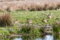 A group of wild European hares Lepus europaeus, male and female rest in a warm morning sun