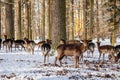 A group of wild fallow deers lying and resting in the garden of medieval Castle Blatna in winter sunny day  Herd of red deer in Royalty Free Stock Photo