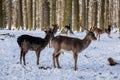 A group of wild fallow deers lying and resting in the garden of medieval Castle Blatna in winter sunny day  Herd of red deer in Royalty Free Stock Photo