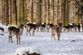 A group of wild fallow deers lying and resting in the garden of medieval Castle Blatna in winter sunny day  Herd of red deer in Royalty Free Stock Photo