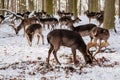 A group of wild fallow deers lying and resting in the garden of medieval Castle Blatna in winter sunny day  Herd of red deer in Royalty Free Stock Photo