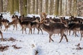 A group of wild fallow deers lying and resting in the garden of medieval Castle Blatna in winter sunny day  Herd of red deer in Royalty Free Stock Photo