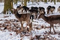 A group of wild fallow deers lying and resting in the garden of medieval Castle Blatna in winter sunny day  Herd of red deer in Royalty Free Stock Photo