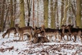 A group of wild fallow deers lying and resting in the garden of medieval Castle Blatna in winter sunny day  Herd of red deer in Royalty Free Stock Photo