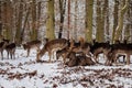 A group of wild fallow deers lying and resting in the garden of medieval Castle Blatna in winter sunny day  Herd of red deer in Royalty Free Stock Photo