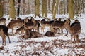 A group of wild fallow deers lying and resting in the garden of medieval Castle Blatna in winter sunny day  Herd of red deer in Royalty Free Stock Photo