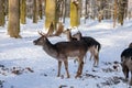 A group of wild fallow deers resting in the garden of medieval Castle Blatna in winter sunny day Herd of red deer in its natural