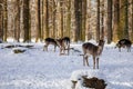 A group of wild fallow deers resting in the garden of medieval Castle Blatna in winter sunny day Herd of red deer in its natural