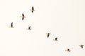 Group of wild geese in flight over the plain Royalty Free Stock Photo