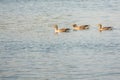 Group of wild geese swimming on a lake in the morning sun Royalty Free Stock Photo