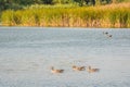 group of wild geese swimming on a lake in the morning sun Royalty Free Stock Photo