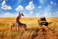 Group of wild giraffes in african savannah against blue sky with clouds near the road. Tanzania.