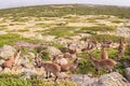 Group of wild goats, ibex pyrenaica, resting on some rocks in a mountain Royalty Free Stock Photo