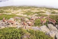 Group of wild goats, ibex pyrenaica, resting on some rocks in a mountain Royalty Free Stock Photo