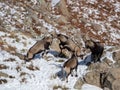 Group of wild goats playing and fighting in the snowy mountains Royalty Free Stock Photo