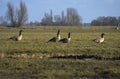 A group of wild gooses walking around in farmlands