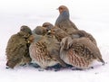 Group of wild grey partridges