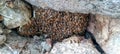 a group of wild honey bees, nesting under a pile of rocks