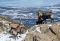 Group of wild horned goats standing on the edge of snowy mountains