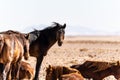 Group of wild horses in a desert in Luderitz Namibia with mountains in the background on a sunny day Royalty Free Stock Photo