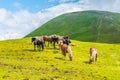 a group of wild horses is grazing grass on the pinzgauer spaziergang hiking trail in the alps near Zell am see in Royalty Free Stock Photo