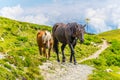 a group of wild horses is grazing grass on the pinzgauer spaziergang hiking trail in the alps near Zell am see in Royalty Free Stock Photo