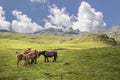 Group of wild horses grazing in a high mountain landscape on a sunny summer day Royalty Free Stock Photo