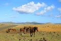 Group of wild horses grazing at the roadside on Easter Island, Chile, South America Royalty Free Stock Photo