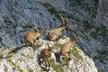 Group of wild ibex in Julian Alps in Slovenia