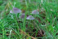 Group wild inedible mushroom mycena vulgaris growing on forest floor.